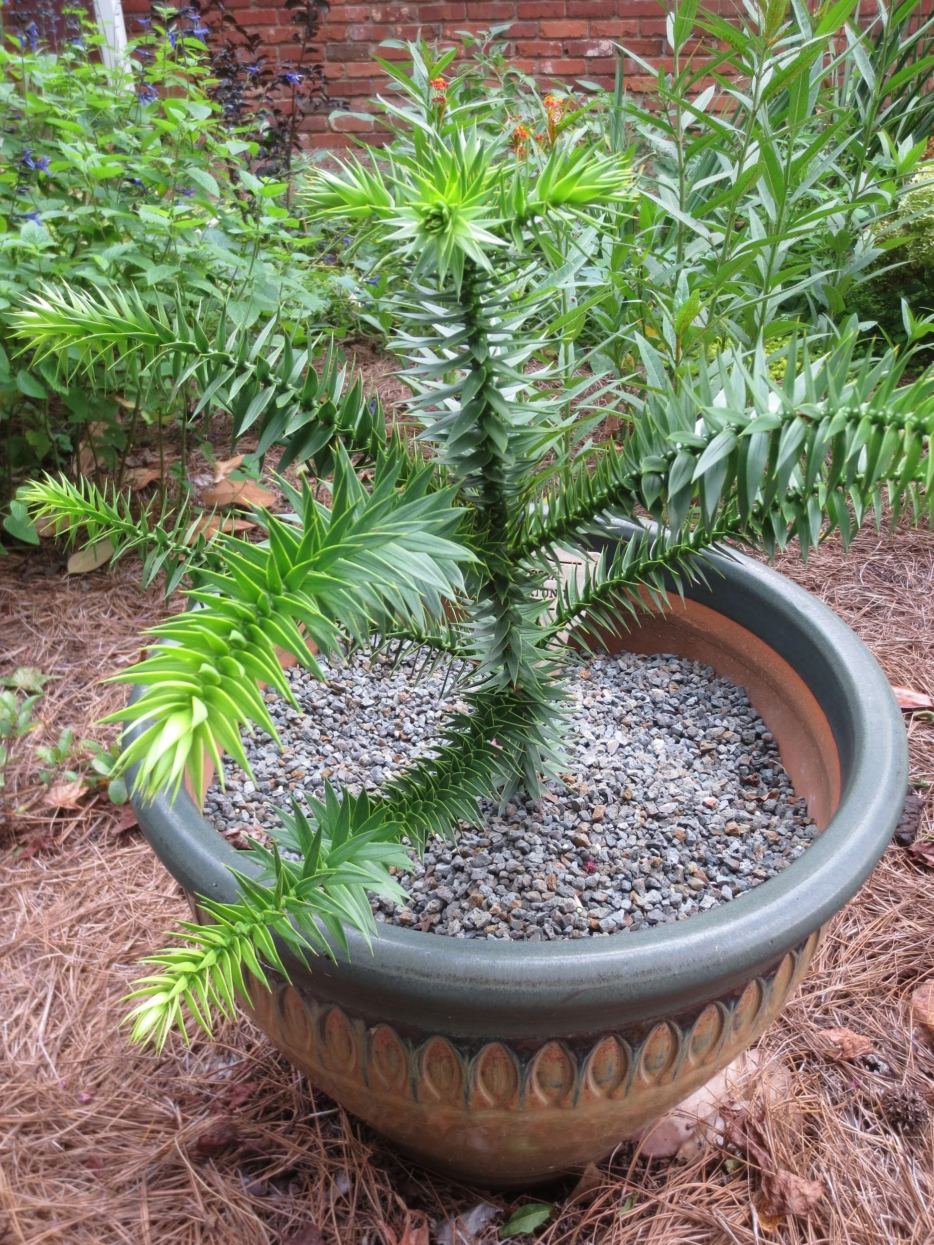 Araucaria araucana — Gardening Hints for the Southeast / Gardening